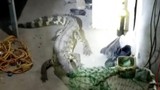 Video: Kinh hãi cá sấu sở thú trốn vào ký túc xá ở Trung Quốc