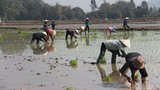 Đội quân 'giải cứu' ruộng trong khu phong tỏa tâm dịch Chí Linh ngày giáp Tết