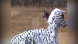 Video: Hai thanh niên đóng giả ngựa vằn trêu sư tử và cái kết