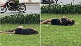 “Diễn cảnh nóng” ngay bãi cỏ ven đường, cặp đôi khiến netizen phẫn nộ
