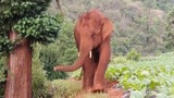 Video: Số phận con bị lạc khỏi đàn voi nổi tiếng nhất Trung Quốc