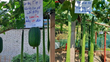 Loạt cảnh báo chống trộm rau của chủ vườn gây sốt mạng