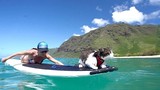 Chú mèo ở Hawaii nổi tiếng với tài lướt sóng trên biển