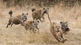 Bầy linh cẩu đánh hội đồng khiến sư tử chạy trối chết