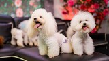 Chàng trai nuôi chó Poodle nổi tiếng Hà thành thu nhập trăm triệu