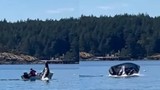 Chạy trốn cá voi, sư tử biển lao lên mặt nước phi trúng thuyền