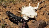Thằn lằn quỷ gai dùng tuyệt chiêu khiến rắn độc hết muốn ăn