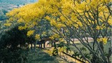 Check in mùa lá vàng đẹp như Hàn Quốc ngay tại Việt Nam