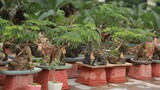 Vạn tuế mini bonsai 20 năm tuổi xuống phố