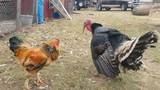 Màn giao chiến giữa gà trống với gà tây