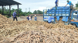 Trung Quốc mua trên 1 triệu tấn sắn của Việt Nam