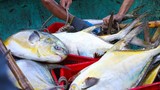 Ngư dân trúng 3 tấn cá chim vàng