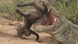 Khỉ đầu chó liều mạng tấn công cá sấu để giải cứu con non