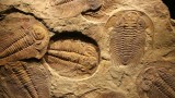  Đá cổ Trung Quốc phơi bày “ngày tận thế” nửa tỉ năm trước