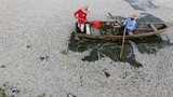 Những vụ cá chết hàng loạt do ô nhiễm