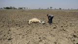 Khiếp hồn cảnh Ấn Độ “chìm” trong nắng nóng 51 độ C