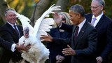 Ảnh: Tổng thống Obama xá tội gà tây 8 năm qua