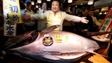 Cận cảnh phiên đấu giá cá ngừ 600.000 đô ở Nhật Bản
