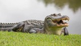 Phát hiện bất ngờ về “nước mắt cá sấu“: Bôi trơn thức ăn