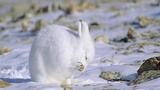 Lý do khiến động vật ở Bắc Cực luôn có “bộ áo trắng muốt”