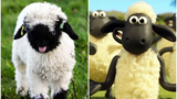 Ngắm loài cừu mũi đen là nguyên mẫu của phim hoạt hình đình đám