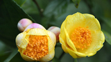 Trà hoa vàng của Việt Nam vừa đẹp, vừa ức chế được ung thư