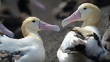 Giải mã cái chết bí ẩn của hàng triệu con chim hải âu đuôi ngắn