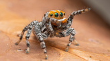 Phát hiện loài nhện mới giống hoạt hình, biết nhảy múa tán tỉnh