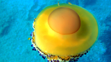 Cận cảnh loài sứa trứng rán “ngon lành” nhất đại dương 