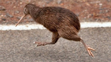 Kiwi – loài chim siêu năng lực khiến con người phải thán phục
