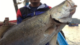 Cá chẽm “khủng” ở Quảng Ngãi: Cần thủ chinh phục cách nào?