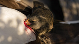 Kinh ngạc loài chim "ma cà rồng" uống máu động vật để sinh tồn