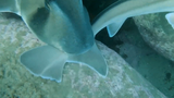 Video: Khoảnh khắc cá mập tán tỉnh nhau