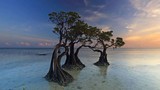 Loài “cây nhảy múa” độc đáo trải dọc bãi biển đảo Sumba 