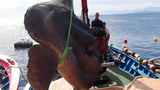 Đi đánh cá, bất ngờ tóm được “quái vật tiền sử” ở Địa Trung Hải 