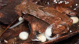 Loài ếch mới phát hiện đặc biệt nhất TG: Nuôi con đầy “dị thường” 