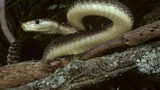 Giật mình loài rắn “hai chân”, nọc độc gấp 5 lần hổ mang chúa