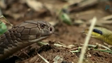 Video: Hổ mang chúa đang đói bụng gặp kẻ săn mồi lướt qua trước mặt 