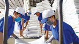 Vì sao gạo Việt "mất ngôi" giá cao nhất thế giới?