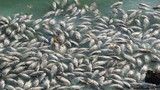 Cá chết trắng hồ điều hòa lớn nhất Hải Phòng