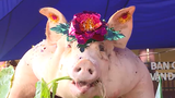 Độc đáo Lễ hội rước lợn ông Bồ ở Hải Phòng