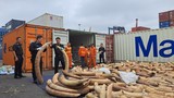 Vụ bắt giữ 7 tấn ngà voi: Thưởng 320 triệu cho các tập thể