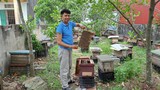 Cận cảnh đàn ong mang về hàng trăm triệu cho Giám đốc HTX