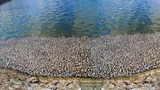 Hải Phòng: Đang khắc phục tình trạng cá chết trắng hồ An Biên