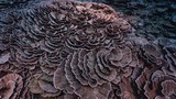 Video: Kỳ lạ rạn san hô nguyên sơ khổng lồ hình hoa hồng