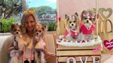 Video: Tủ quần áo đắt đỏ trị giá hàng chục ngàn USD của cún cưng