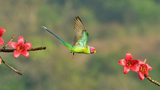 Video: Ngắm những bức ảnh đạt giải thưởng “Nhiếp ảnh gia loài chim”