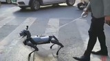 Video: Giới trẻ Trung Quốc ngày càng thích “nuôi chó robot”