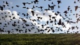 “Run sợ” hành động kỳ lạ của chim chóc trước khi động đất xảy ra