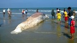 Phát hiện xác cá voi khổng lồ phân hủy dạt vào bờ
